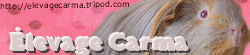 banniere2.gif