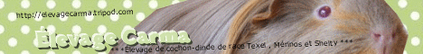 banniere7.gif