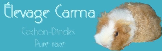 carma4.jpg