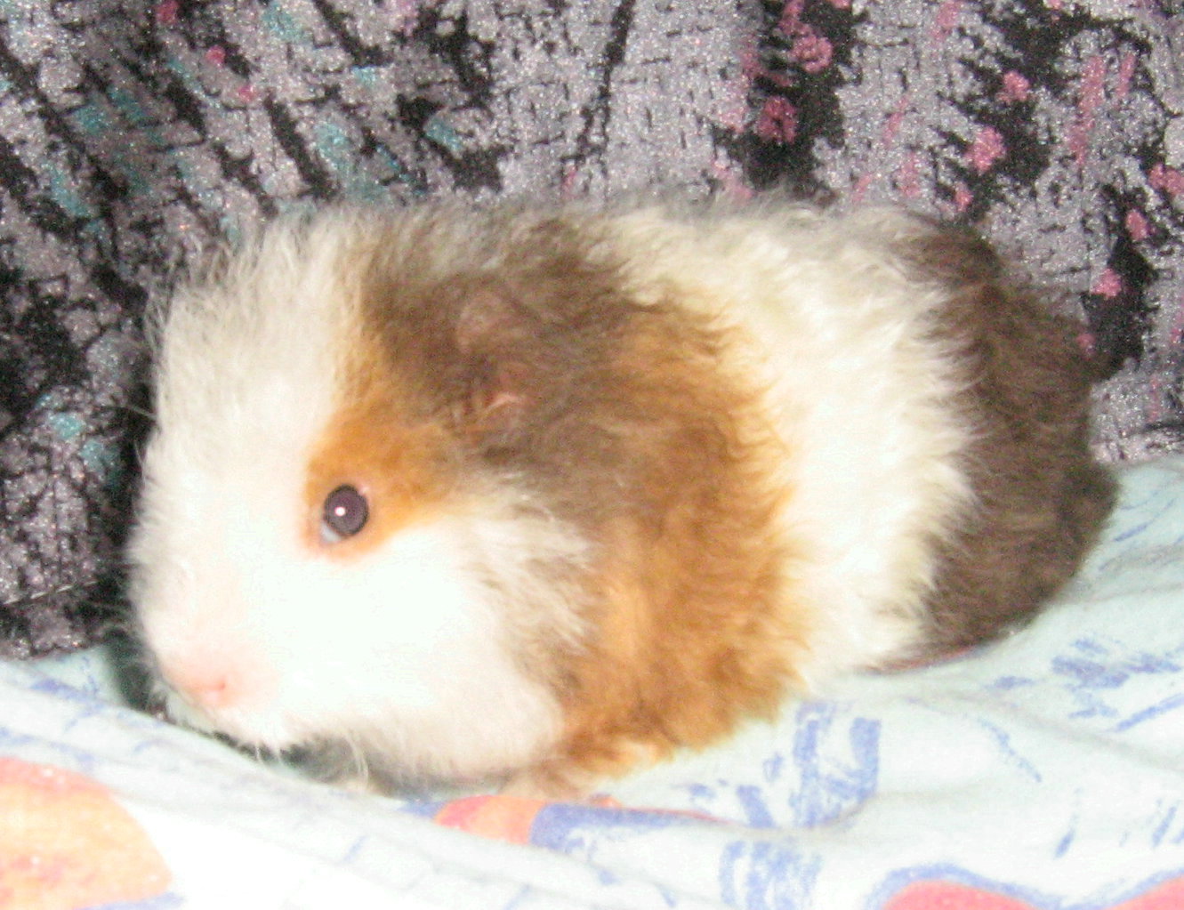 godiva1.jpg